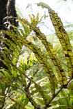 Ferns on the Karaka Waiotahi track