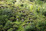 Queen ferns in the park