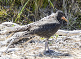Baby oyster catcher