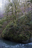 Moss trees, rock and river