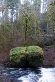 Winter hike in Silver Falls State park