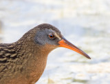 Virginia Rail