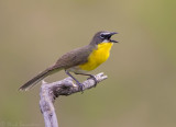 Yellow-breasted Chat