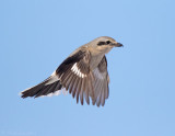 Northern Shrike