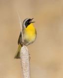 Common Yellowthroat