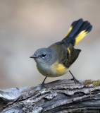 American Redstart