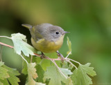 Nashville Warbler
