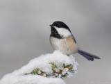 Black-capped Chickadee