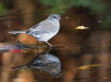 Dark-eyed Junco