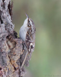 Brown Creeper