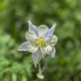 Columbine at 9000 ft.jpg