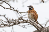 White-whiskered Spinetail.jpg