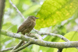 Montane Foliage-gleaner.jpg