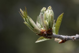 Chokecherry for Roland.jpg