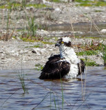 baileytrack -Osprey Bathing
