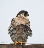 Pier-Immature Peregrine Falcon