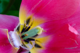 Spent Tulip