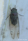 <i>(</i>Cicadidae, <i>Orientopsaltria montivaga)</i><br />True Cicada