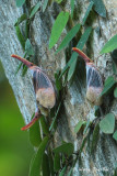(Fulgoridae, Pyrops sultanus)  Lantern Bug