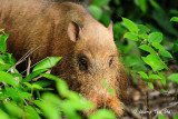 (Sus barbatus) Bearded Pig
