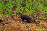 (Aonyx cinerea) Oriental Small-clawed Otter