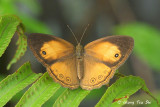 (Mycalesis anapita) Tawny Bush-Brown