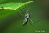 (Culicidae sp.)<br /> Mosquitoes
