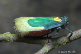 <i>(</i>Eurybrachidae, <i>Chalia pulchra)</i><br />Planthopper