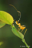 <i>(</i>Reduviidae, <i>Cosmolestes picticeps )</i><br />Assassin Bug