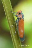 (Cicadellidae, Bothrogonia ferruginea)Typical Leafhopper
