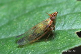 (Dictyopharidae sp.)[A] Planthopper