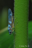 (Cicadellidae sp.)[A]Typical Leafhopper