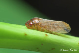(Cicadellidae sp.)[B]Typical Leafhopper