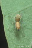 <i>(Cosmophasis sp.) [D]</i><br /> ♀