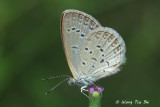 (Zizina otis) Lesser Grass Blue