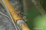 (Siler semiglaucus) ♀ & ♂
