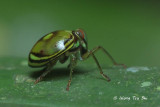 (Issidae, Hemisphaerius sp.)Planthopper