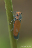 (Cicadellidae, Bothrogonia ferruginea)Typical Leafhopper