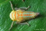 (Cf. Cicadellidae sp.) Nymph