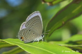 (Chilades pandava) The Cycad Blue