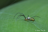 (Nephila pilipes) Golden Web Spider  sub ♀