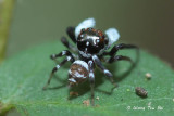 <I>(<b>SALTICID</b> sp.) [A] </i><br /> ♂