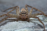 <i>(Heteropoda venatoria)</i><br /> ♀