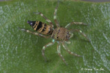 <i>(Cosmophasis thalassina)</i><br /> ♀