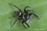 (Hasarius adansoni) ♂