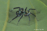 (Phintella vittata) ♂