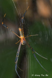 (Nephila pilipes) Golden Web Spider ♀
