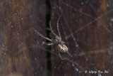 (Nephilengys malabarensis) sub ♀