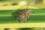 (Evarcha flavocincta) ♀