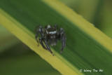 (Evarcha flavocincta) ♂